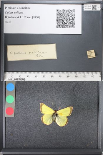 Media type: image;   Entomology 124486